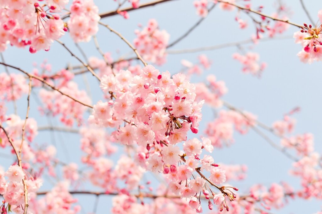 Kirsebærblomstringen i Washington DC forventes å toppe seg i midten av mars