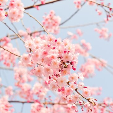 Washington DC Cherry Blossom Peak Bloom Predicted for Mid-March